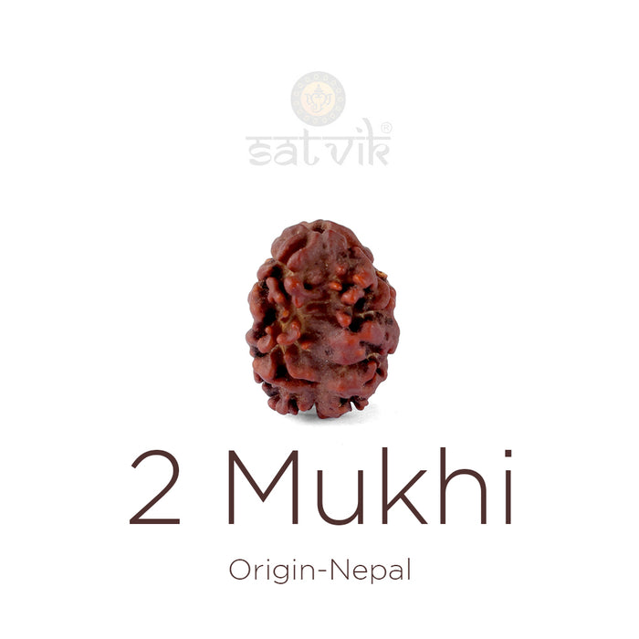 2 Mukhi Rudraksha bead natural Nepali 17.73mm two face Rudraksha. India’s Premium Rudraksha Beads Brand - www.satvikstore.in