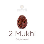 2 Mukhi Rudraksha (17.73mm)
