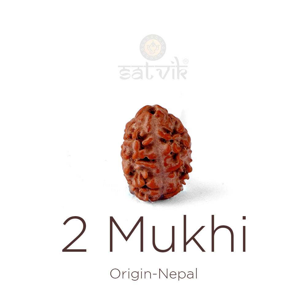 2 Mukhi Rudraksha (17.82mm)