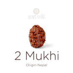 2 Mukhi Rudraksha (17.82mm)