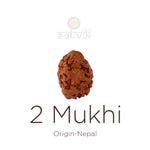 2 Mukhi Rudraksha (18.51mm)
