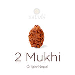 2 Mukhi Rudraksha (18.64mm)