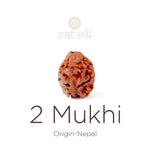 2 Mukhi Rudraksha (18.85mm)