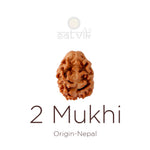 2 Mukhi Rudraksha bead natural Nepali 18.90mm two face Rudraksha. India’s Premium Rudraksha Beads Brand - www.satvikstore.in