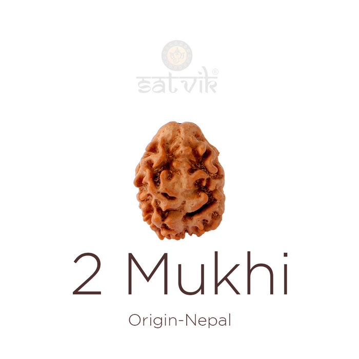 2 Mukhi Rudraksha bead natural Nepali 18.90mm two face Rudraksha. India’s Premium Rudraksha Beads Brand - www.satvikstore.in