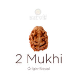 2 Mukhi Rudraksha (18.90mm)