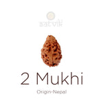 2 Mukhi Rudraksha (21.32mm)