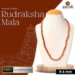 2 Mukhi Semi Pathriya Rudraksha Mala for harmony, relationships and spiritual growth. India’s Premium Rudraksha Jap Mala Store- www.satvikstore.in