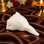Authentic 14.9 Cm Dakshinavarti Shankh Conch Shell