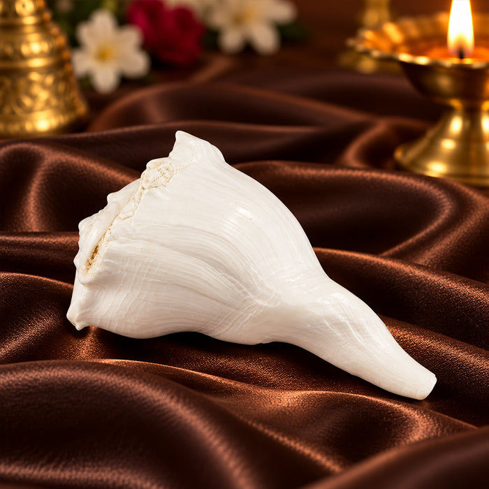 10cm Regular Dakshinavarti Shankh (Conch Shell)