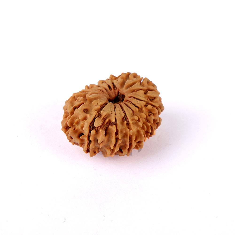 16 Mukhi Rudraksha (27.88mm)