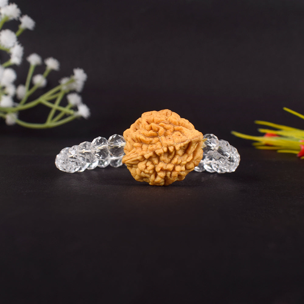 2 Mukhi Rudraksha Glass crystal beads Bracelet
