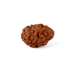 2 Mukhi Rudraksha (18.51mm)