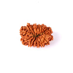 16 Mukhi Rudraksha (29.22mm)