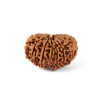 14 Mukhi Rudraksha (27.24mm)