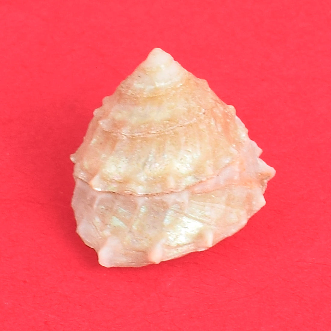Regular Pearl Shree Laxmi Shankh Pack of 11 (Assorted)