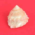 Regular Pearl Shree Laxmi Shankh Pack of 11 (Assorted)