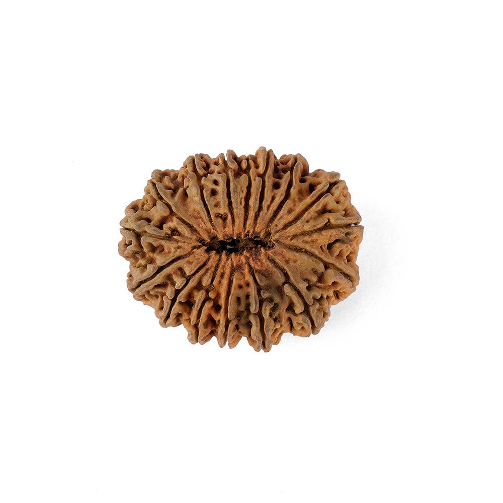 16 Mukhi Rudraksha (35.38mm)
