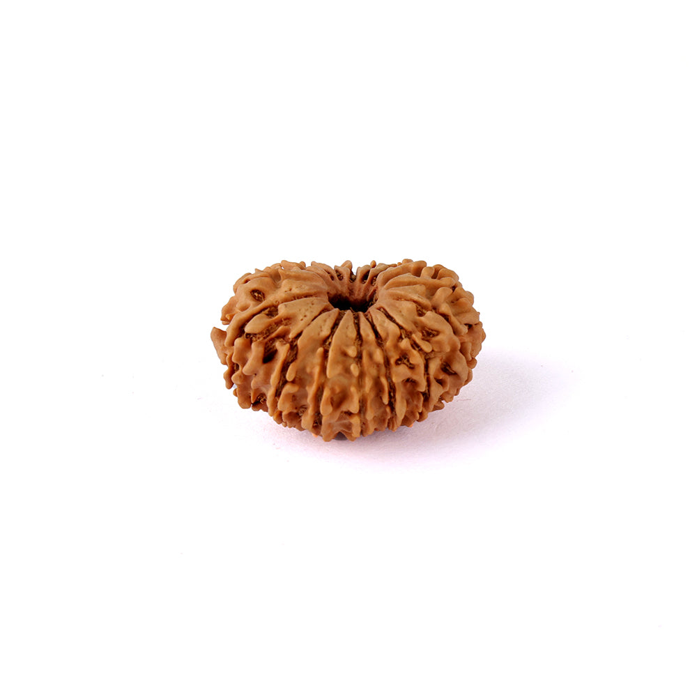 16 Mukhi Rudraksha (27.88mm)