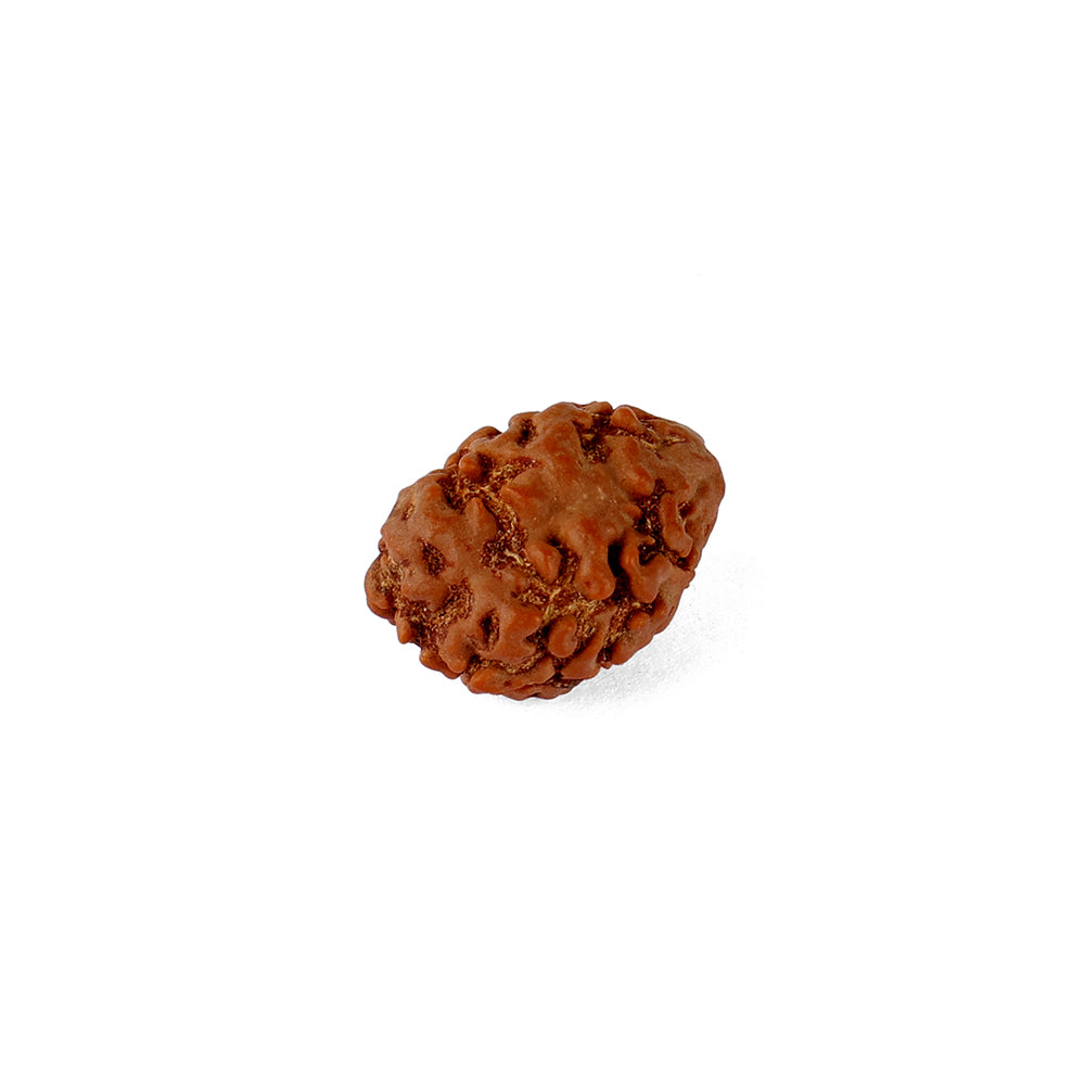 2 Mukhi Rudraksha (18.51mm)