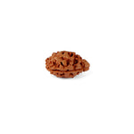 2 Mukhi Rudraksha (21.32mm)