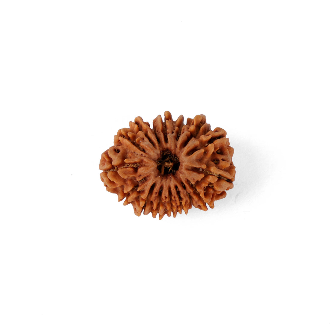 16 Mukhi Rudraksha (28.44mm)