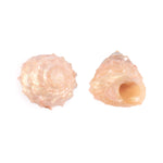 Regular Pearl Shree Laxmi Shankh Pack of 11 (Assorted)
