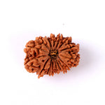 16 Mukhi Rudraksha (29.22mm)