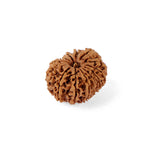 14 Mukhi Rudraksha (27.56mm)