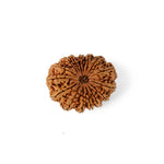 16 Mukhi Rudraksha (35.38mm)