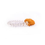 2 Mukhi Rudraksha Glass crystal beads Bracelet