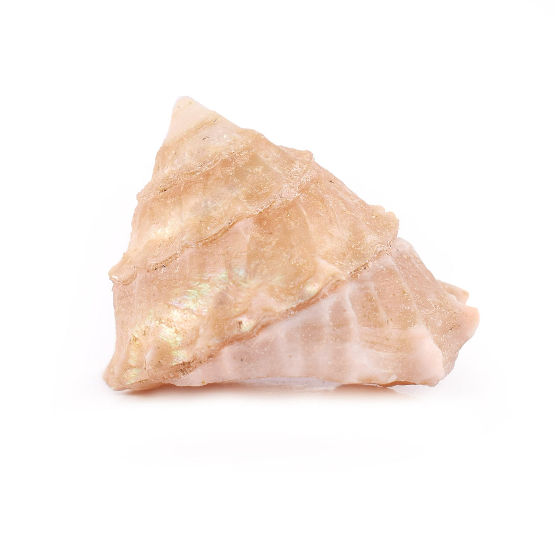 Regular Pearl Shree Laxmi Shankh Pack of 11 (Assorted)