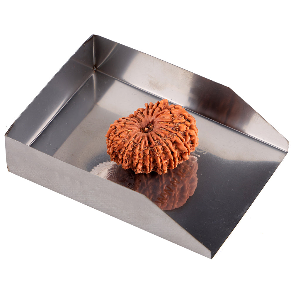 16 Mukhi Rudraksha (29.66mm)