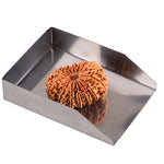 16 Mukhi Rudraksha (35.38mm)