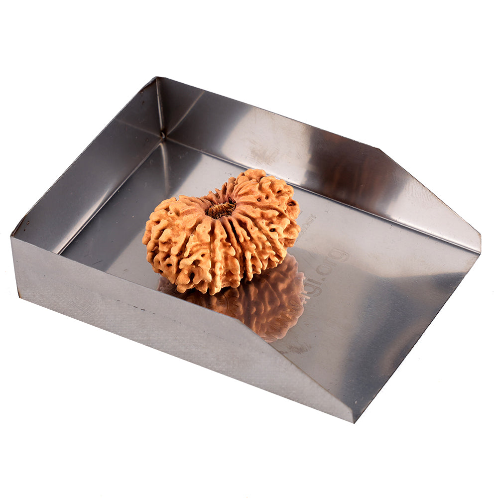 16 Mukhi Rudraksha (30.81mm)
