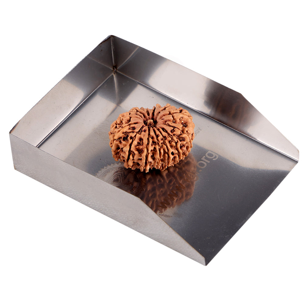 14 Mukhi Rudraksha (27.24mm)