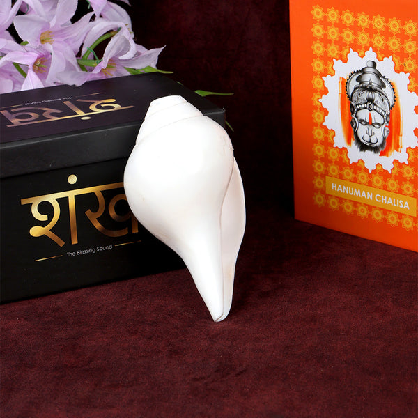 Natural 100% Original Vamavarti Shankha 5 Inch