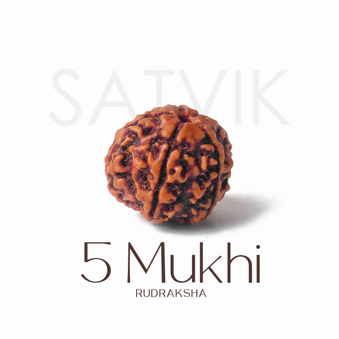 5 Mukhi Rudraksha collector grade | India’s Premium Rudraksha Beads Brand - www.satvikstore.in