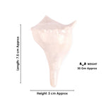 7.5cm Regular Dakshinavarti Shankh (Conch Shell) Assorted