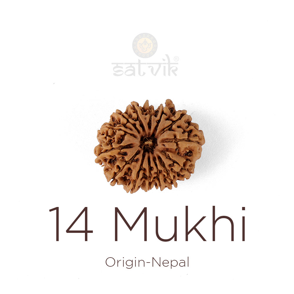 14 Mukhi Rudraksha (27.24mm)