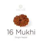 16 Mukhi Rudraksha bead natural Nepali sixteen face Rudraksha. India’s Premium Rudraksha Beads Brand - www.satvikstore.in