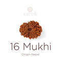 16 Mukhi Rudraksha bead natural Nepali sixteen face Rudraksha. India’s Premium Rudraksha Beads Brand - www.satvikstore.in
