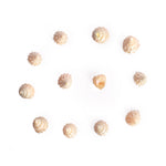 Regular Pearl Shree Laxmi Shankh Pack of 11 (Assorted)