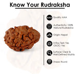 2 Mukhi Rudraksha (18.51mm)