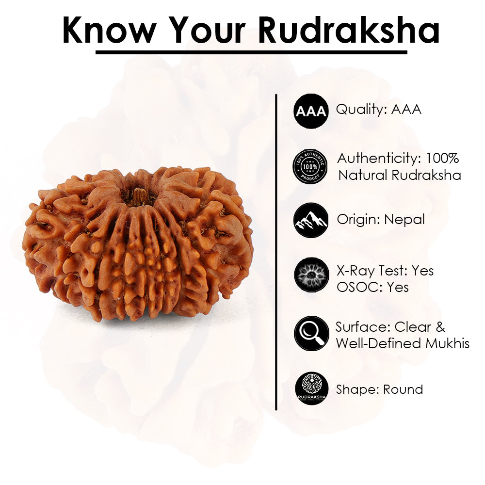 16 Mukhi Rudraksha (28.44mm)