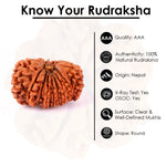 16 Mukhi Rudraksha (29.22mm)