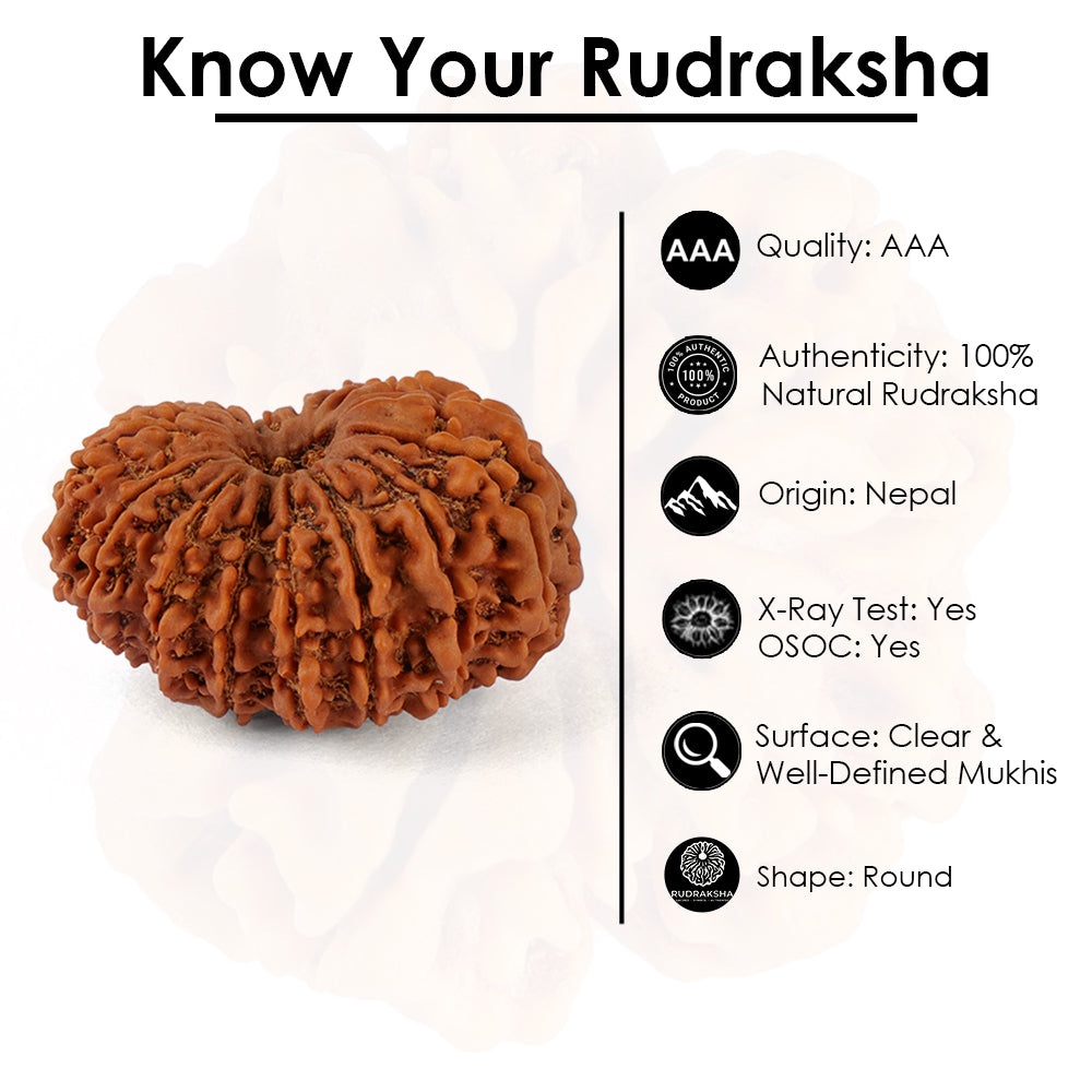 16 Mukhi Rudraksha (29.66mm)