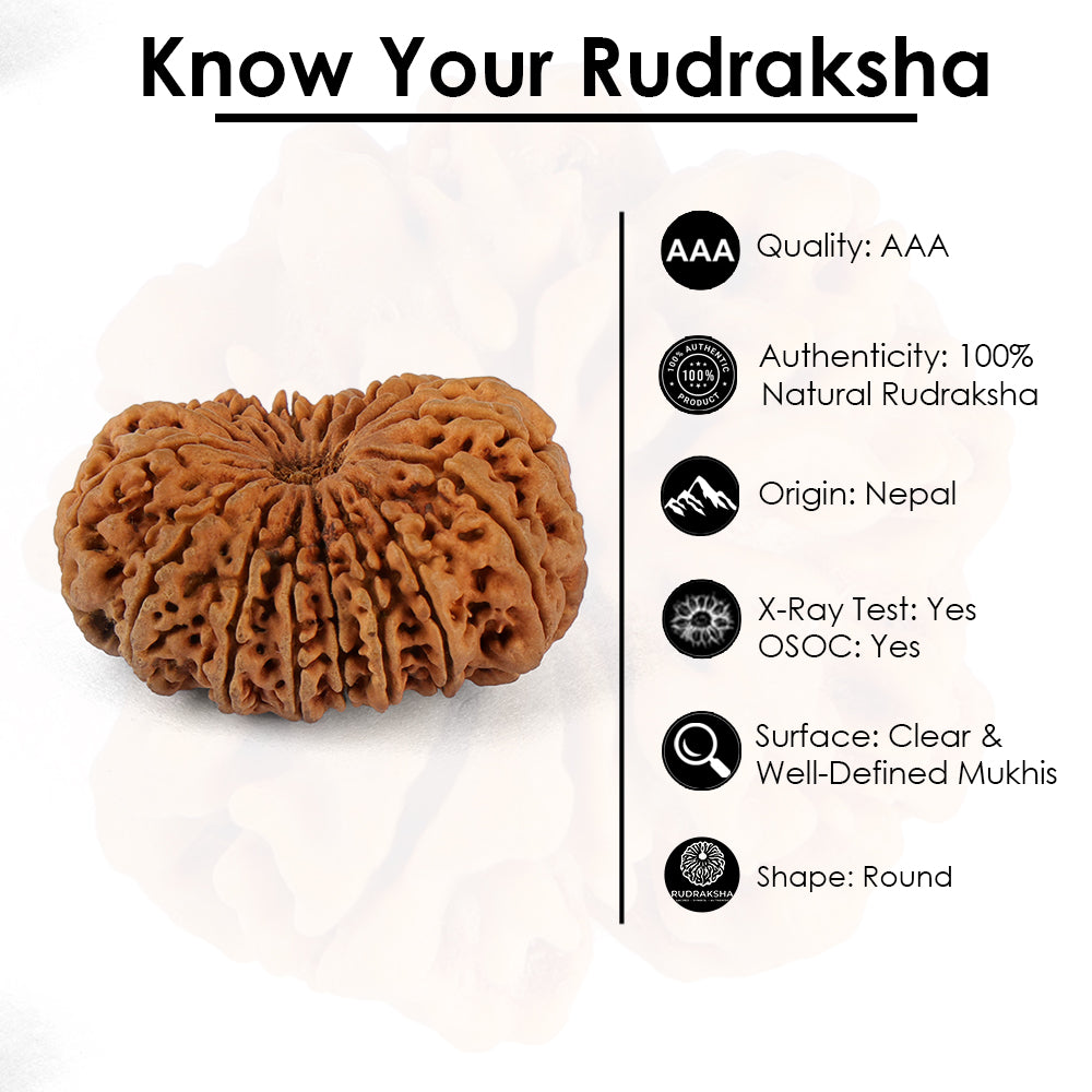 16 Mukhi Rudraksha (35.38mm)
