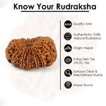 16 Mukhi Rudraksha (35.38mm)