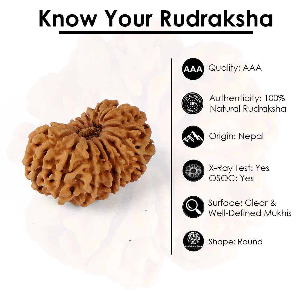 16 Mukhi Rudraksha (30.81mm)
